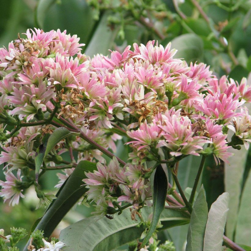 Heptacodium miconioides (Floraison)