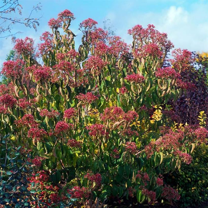 Heptacodium miconioides (Port)