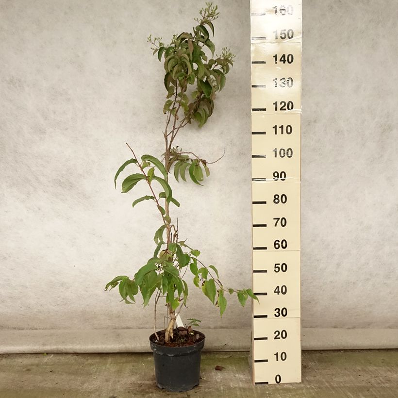 Spécimen de Heptacodium miconioides Pot de 7,5L/10L tel que livré en été