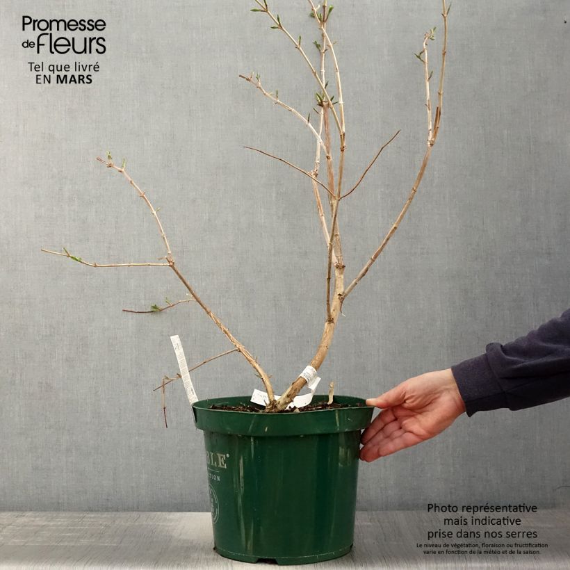Spécimen de Heptacodium miconioides en pot de 10L. tel que livré au printemps
