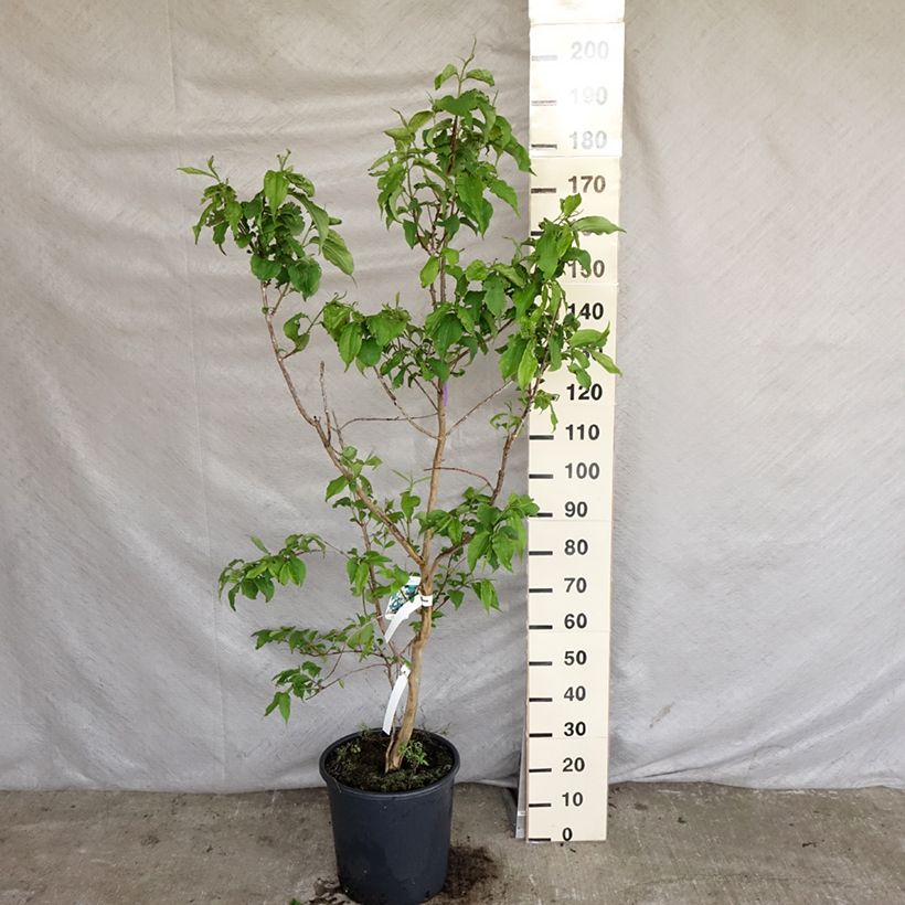 Spécimen de Heptacodium miconioides en pot de 20L/25L tel que livré au printemps