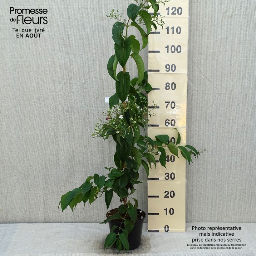 Spécimen de Heptacodium miconioides Temple of Bloom - Arbre aux sept fleurs Pot de 3L/4L tel que livré en été