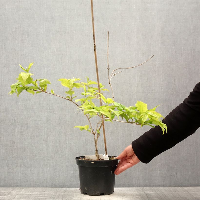 Spécimen de Heptacodium miconioides Temple of Bloom - Arbre aux sept fleurs Pot de 3L/4L tel que livré au printemps