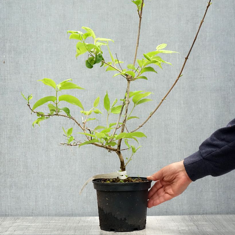 Spécimen de Heptacodium miconioides Tianshan - Arbre aux 7 fleurs Pot de 3L/4LHauteur livrée env. 50cm tel que livré au printemps