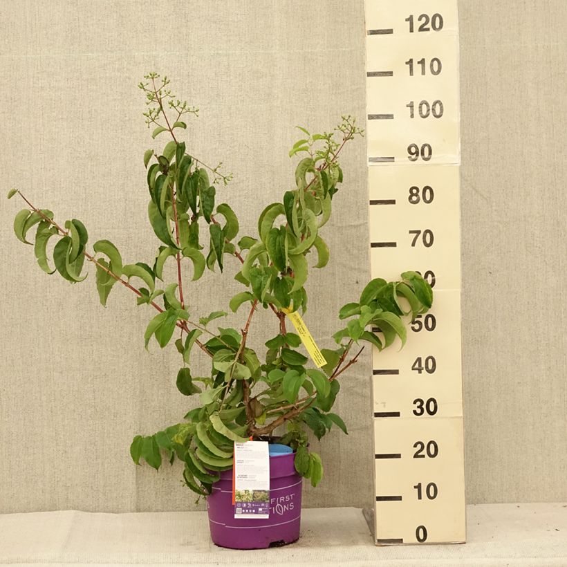 Spécimen de Heptacodium miconioides Tianshan - Arbre aux 7 fleurs Pot de 7,5L/10L tel que livré en été