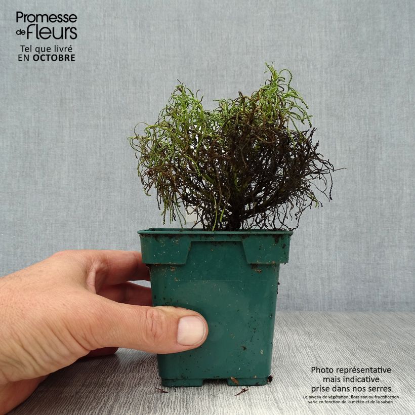 Spécimen de Herbe à olive - Santolina viridis Godet de 8/9 cm tel que livré en automne