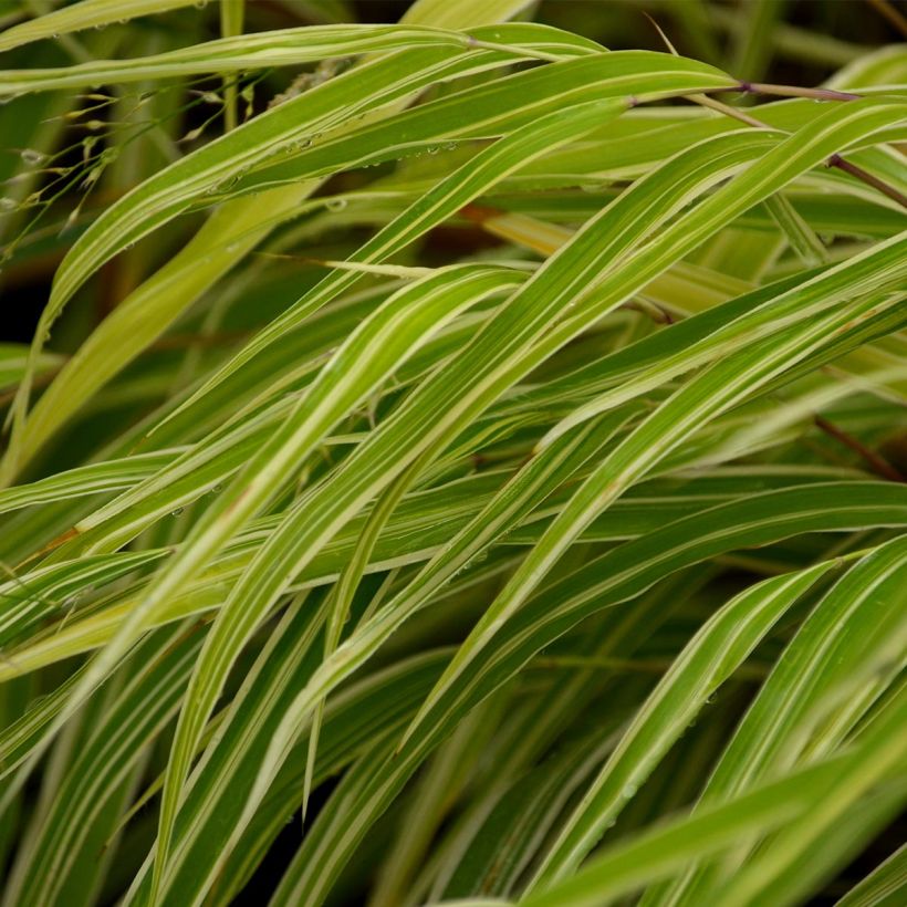 Herbe du Japon - Hakonechloa macra Albostriata (Feuillage)