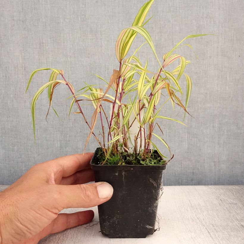 Spécimen de Herbe du Japon - Hakonechloa macra Naomi Godet de 8/9 cm tel que livré en été