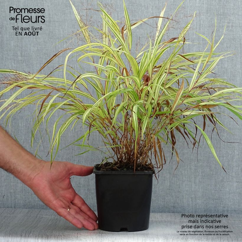 Spécimen de Herbe du Japon - Hakonechloa macra Naomi Pot de 2L/3L tel que livré en été
