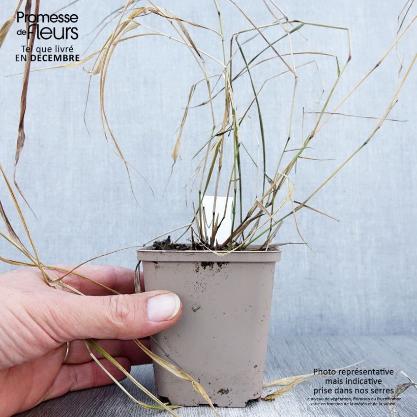 Spécimen de Herbe du Japon - Hakonechloa macra Nicolas Godet de 8/9 cm tel que livré en automne