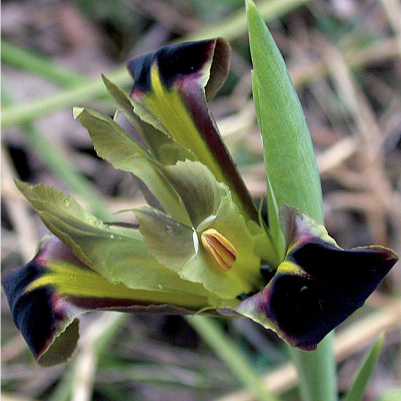 Hermodactylus tuberosus ou Iris tuberosa (Floraison)