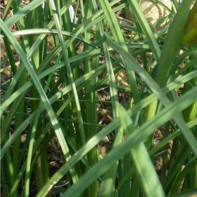 Hermodactylus tuberosus ou Iris tuberosa (Feuillage)