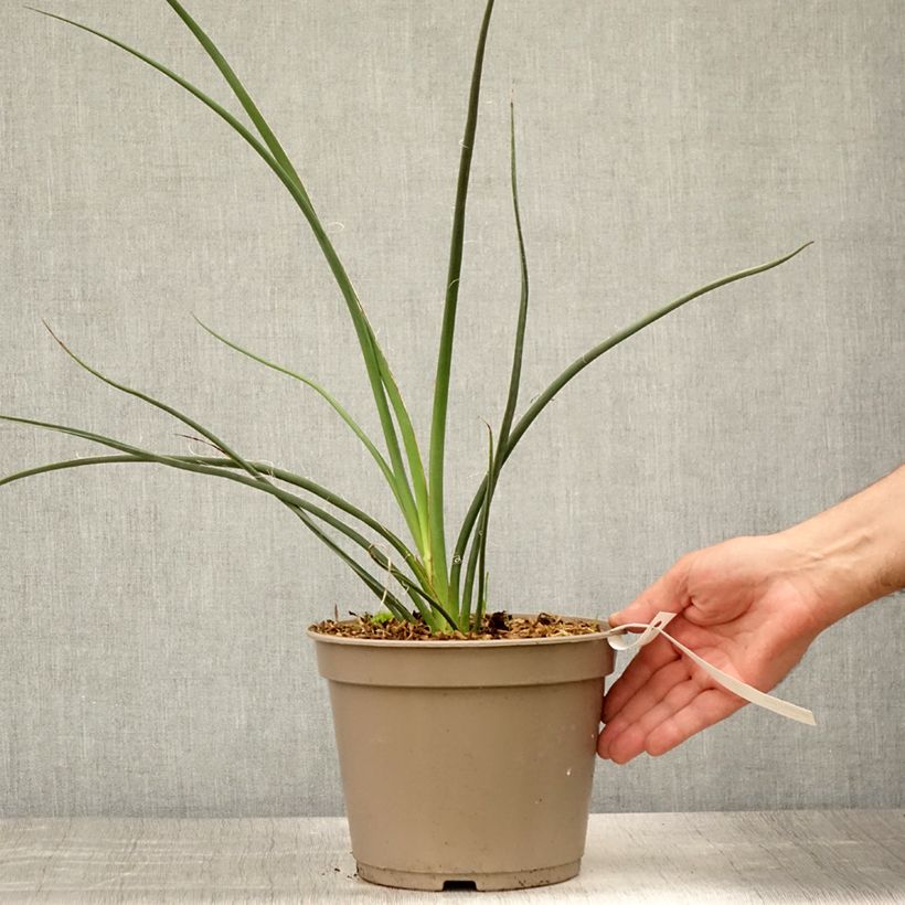 Spécimen de Hesperaloe parviflora Rubra - Yucca Rouge. Pot de 2L/3L tel que livré en été