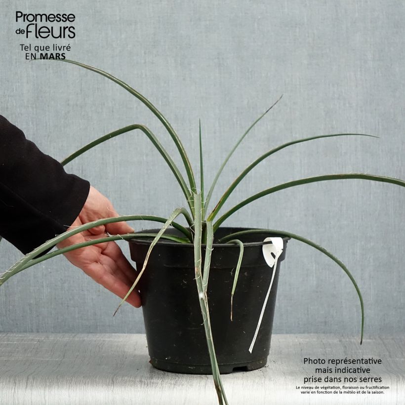 Spécimen de Hesperaloe parviflora Rubra - Yucca Rouge. Pot de 2L/3L tel que livré au printemps