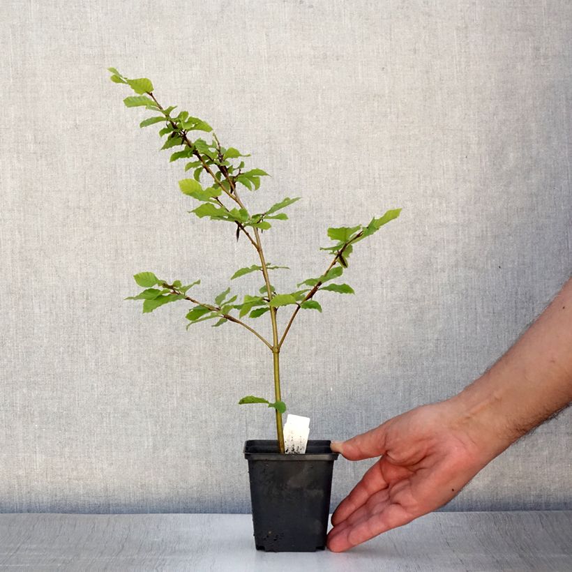 Spécimen de Hêtre commun - Fagus sylvatica Godet de 8/9 cm tel que livré en été