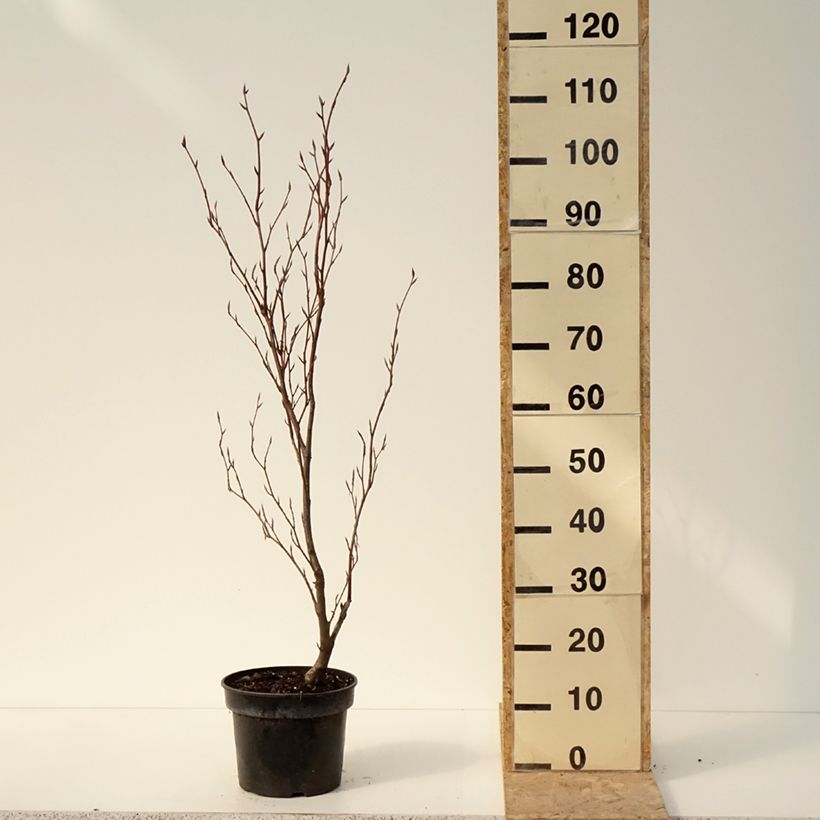 Spécimen de Hêtre pourpre nain - Fagus sylvatica Purpurea Nana - Pot de 4L/5L tel que livré en hiver