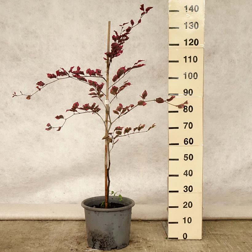 Spécimen de Hêtre pourpre panaché - Fagus sylvatica Purpurea Tricolor Pot de 6L/7L tel que livré en été