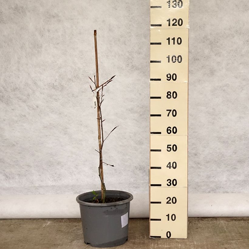 Spécimen de Hêtre pourpre panaché - Fagus sylvatica Purpurea Tricolor Pot de 7L tel que livré au printemps