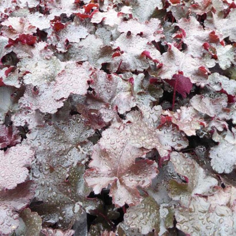 Heuchere - Heuchera Black Beauty (Feuillage)