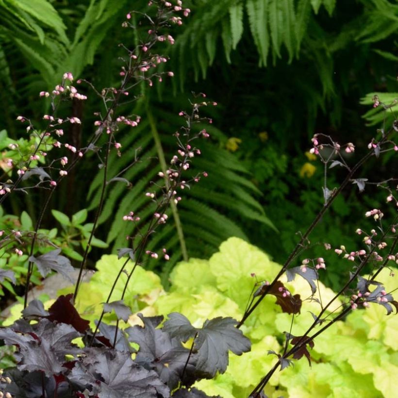 Heuchère - Heuchera Black Pearl  (Floraison)