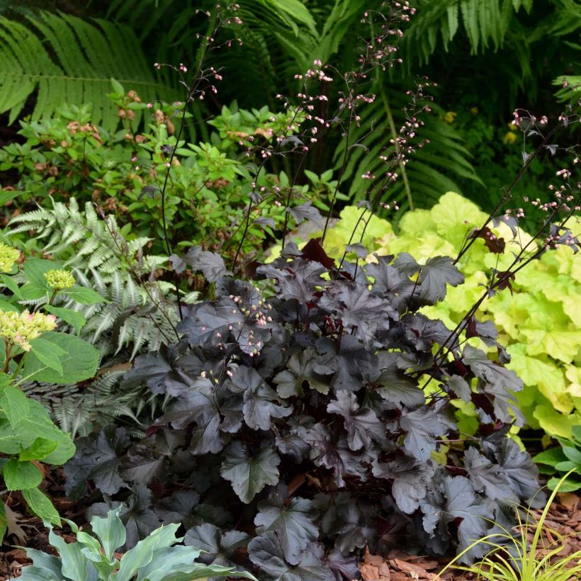 Heuchère - Heuchera Black Pearl  (Port)