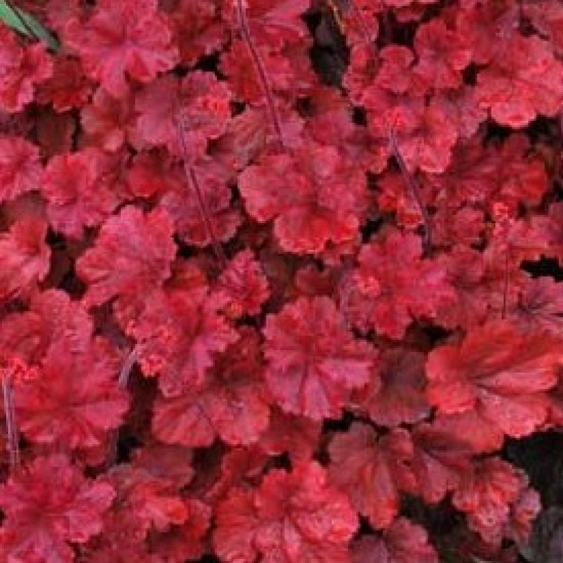 Heuchère - Heuchera Cherry Cola (Feuillage)