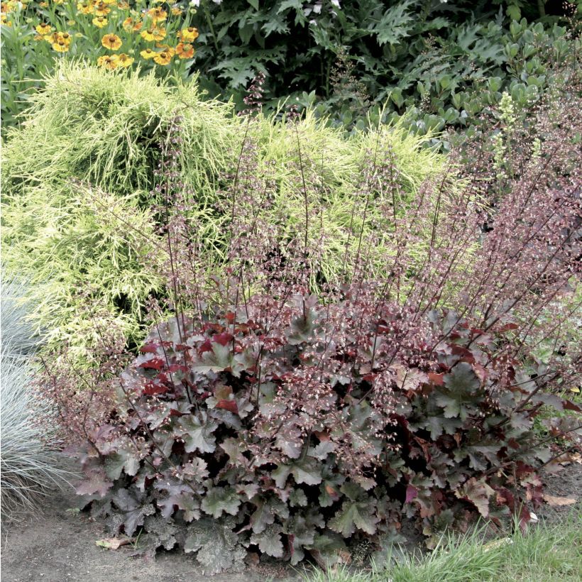 Heuchère, Heuchera Chocolate Ruffle (Port)