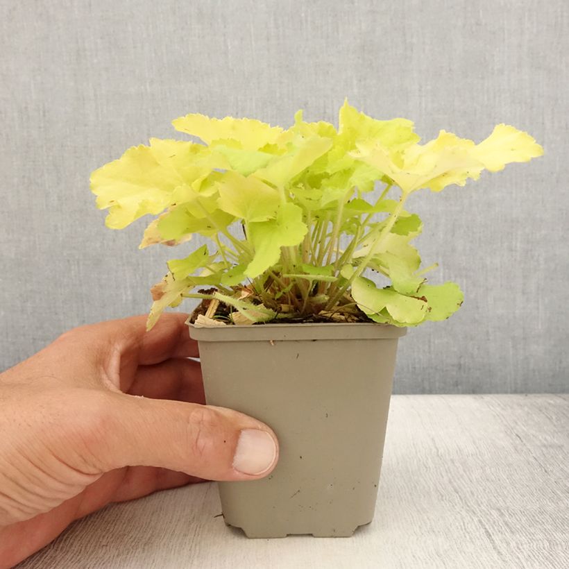 Spécimen de Heuchera citronelle Godet de 8/9 cm tel que livré en été
