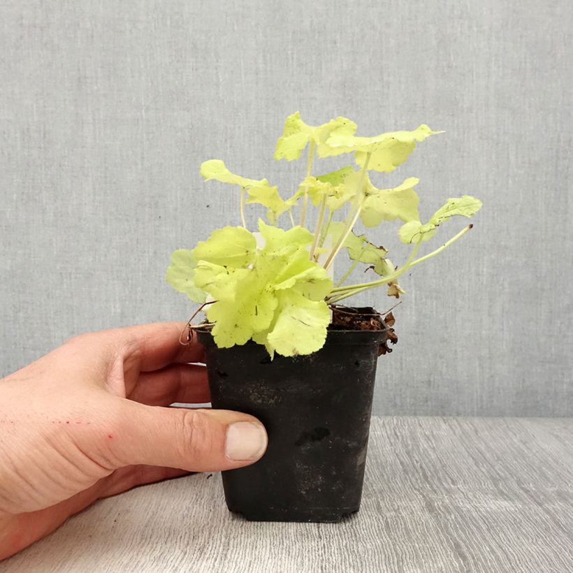 Spécimen de Heuchera citronelle Godet de 8cm tel que livré au printemps
