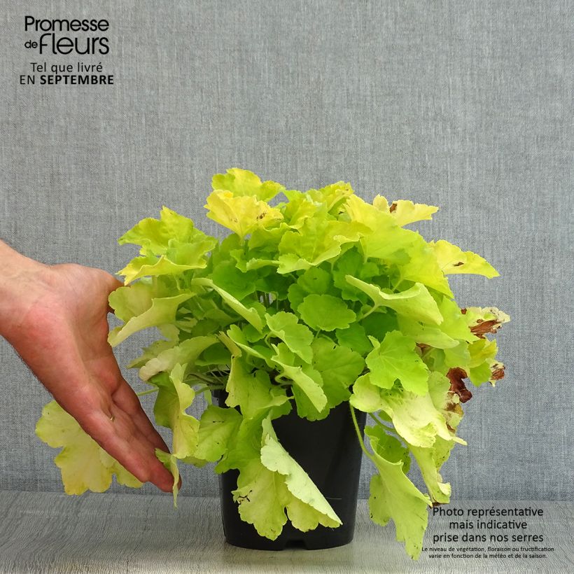 Spécimen de Heuchera citronelle Pot de 1,5L/2L tel que livré en été
