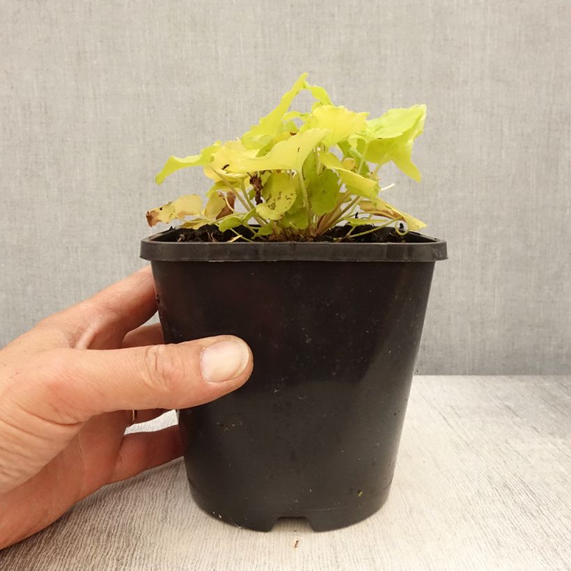 Spécimen de Heuchera citronelle pot de 1.5L/2L tel que livré au printemps