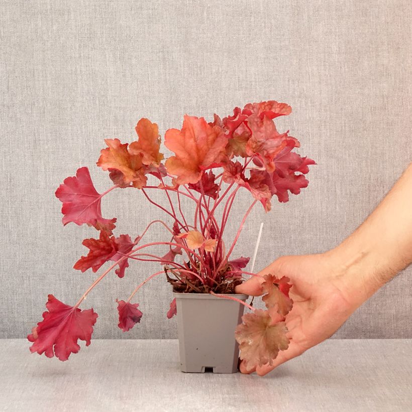 Spécimen de Heuchera Coral Sea - Heuchère Godet de 8/9 cm tel que livré en été
