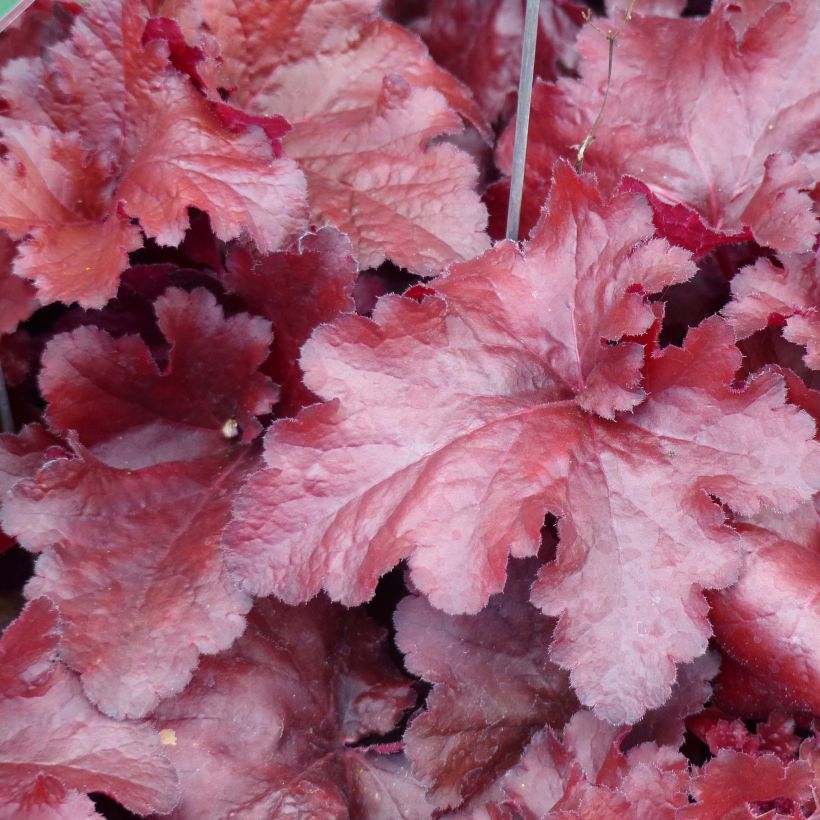 Heuchere - Heuchera Forever Red (Feuillage)