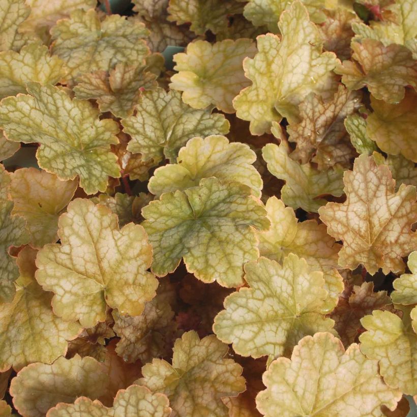 Heuchère - Heuchera Ginger Ale (Feuillage)