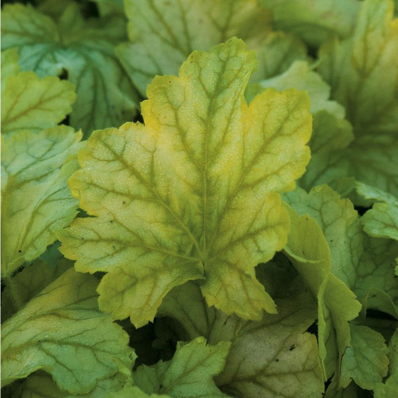 Heuchère - Heuchera Mint Julep (Feuillage)