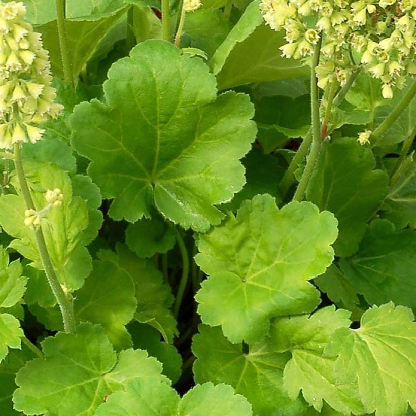 Heuchère - Heuchera Little Cutie Blondie in Lime (Feuillage)