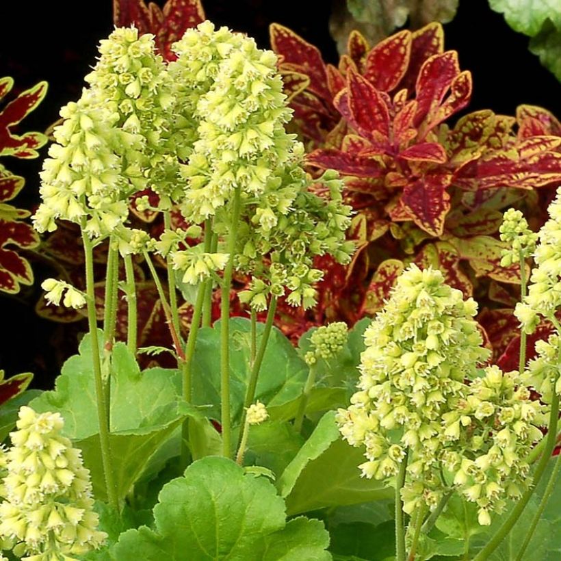 Heuchère - Heuchera Little Cutie Blondie in Lime (Floraison)