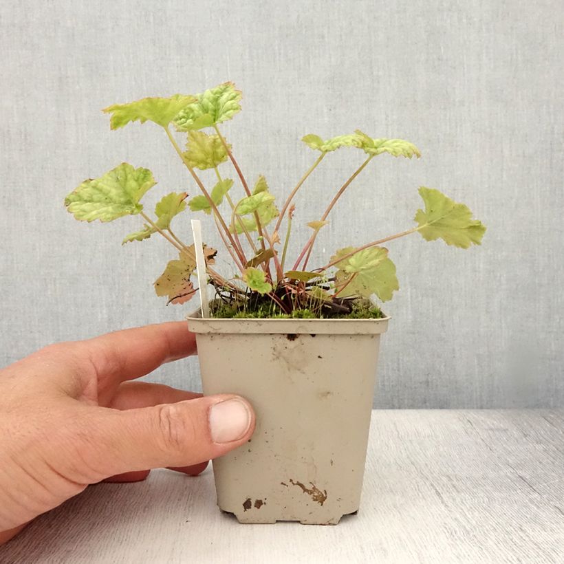 Spécimen de Heuchera mint frost ou menthe glacée Godet de 8/9 cm tel que livré en été