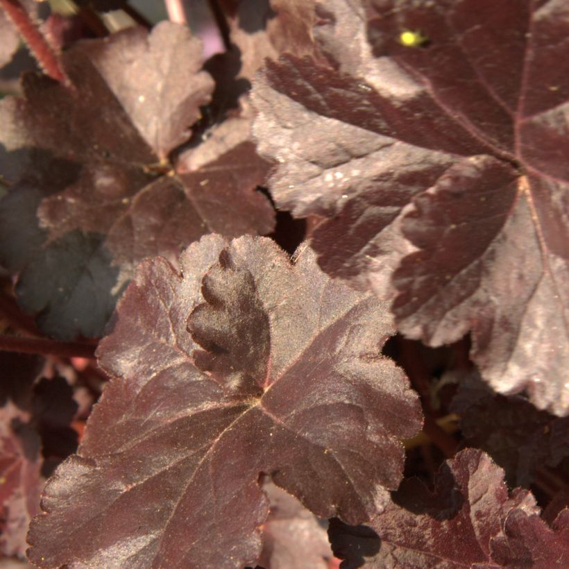 Heuchère, Heuchera Obsidian (Feuillage)