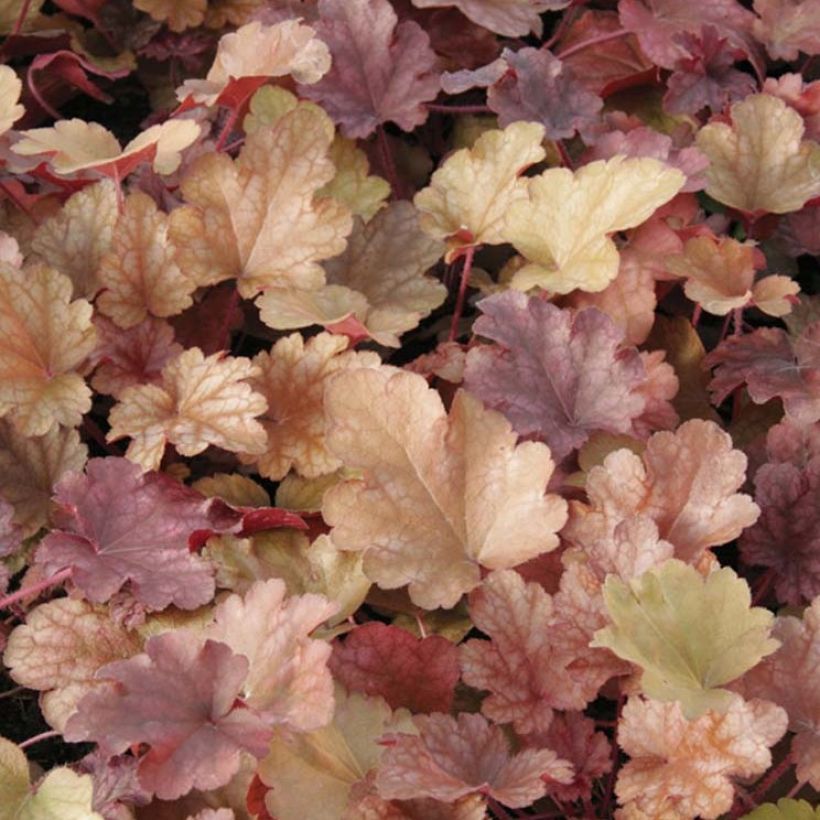 Heuchère - Heuchera Peach flambé (Feuillage)