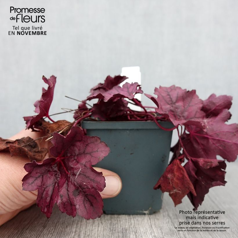 Spécimen de Heuchera Pink Panther - Heuchère Godet de 8/9 cm tel que livré en automne