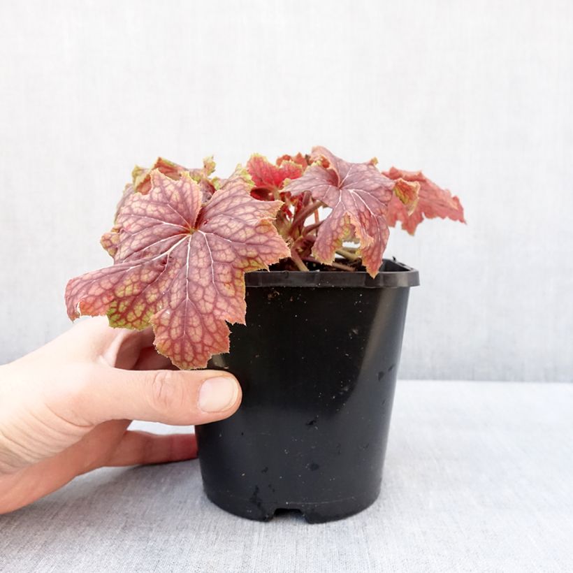 Spécimen de Heuchera Red Lightning - Heuchère Pot de 1,5L/2L tel que livré en hiver