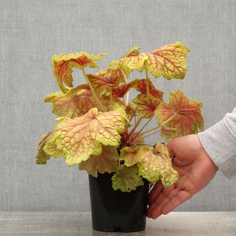 Spécimen de Heuchera Red Lightning - Heuchère - Pot de 1,5L/2L tel que livré au printemps