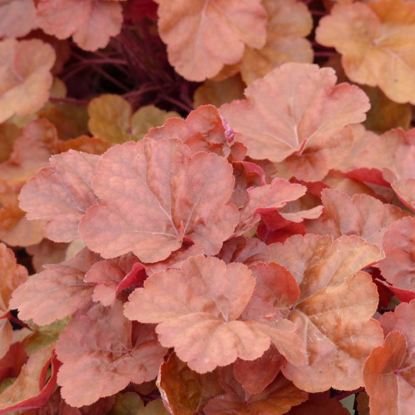 Heuchère - Heuchera Timeless Orange (Feuillage)