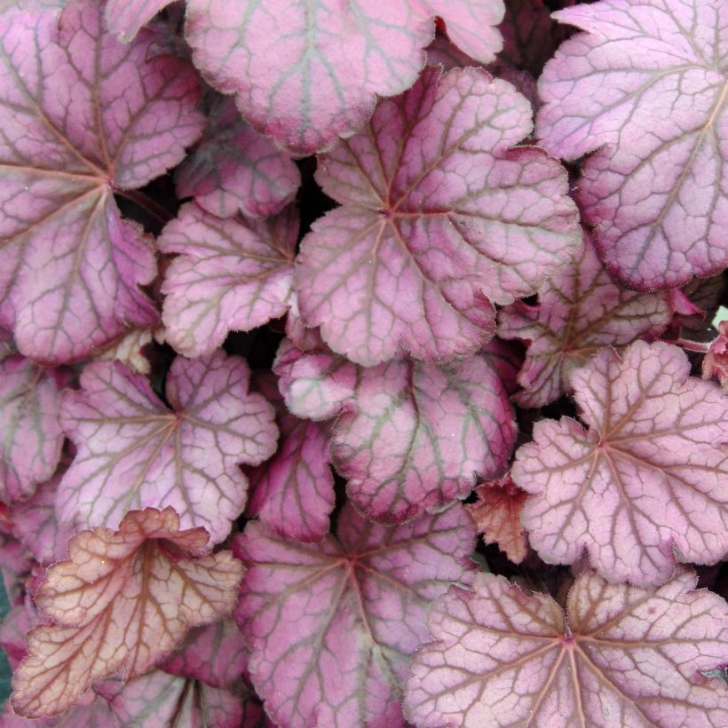 Heuchère - Heuchera Wild Rose (Feuillage)