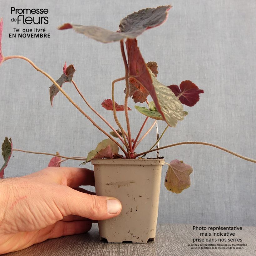 Spécimen de Heuchera XXL - Heuchère Godet de 8/9 cm tel que livré en automne