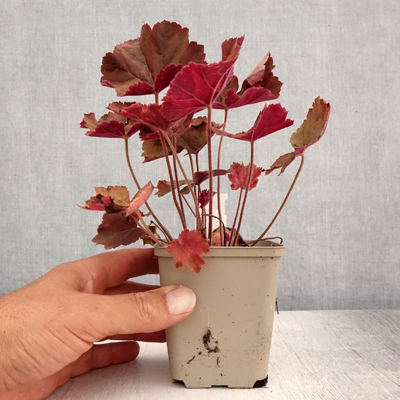 Spécimen de Heuchera XXL - Heuchère Godet de 8/9 cm tel que livré en été