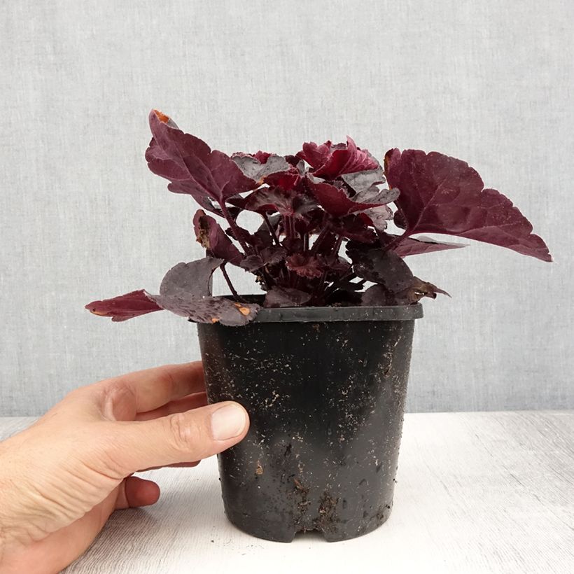 Spécimen de Heuchère Black Forest Cake Pot de 1L./1,5L. tel que livré en été