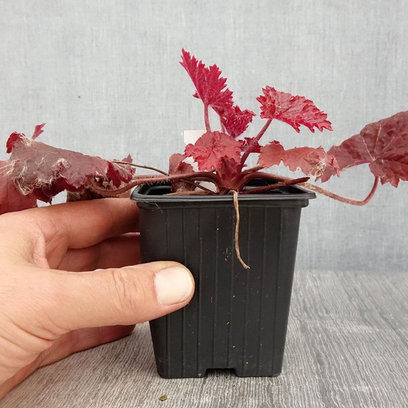 Spécimen de Heuchère Bloody Dinosaur  Godet de 8/9 cm tel que livré au printemps