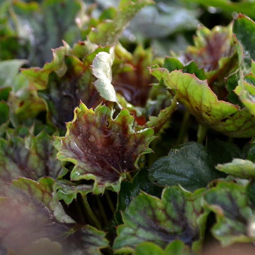 Heuchère - Heuchera americana Birkin (Feuillage)